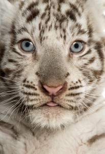 Mentally Tough tiger cub